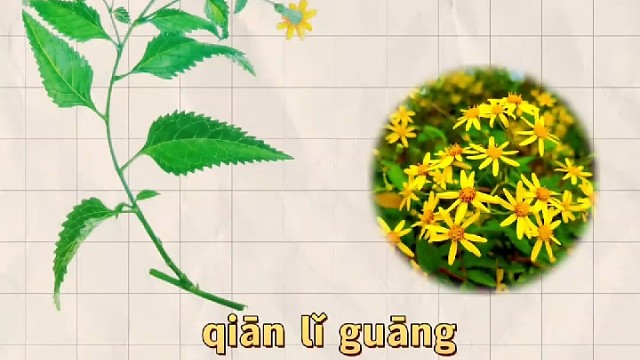千里光，又名千里明，您的家乡还有吗？