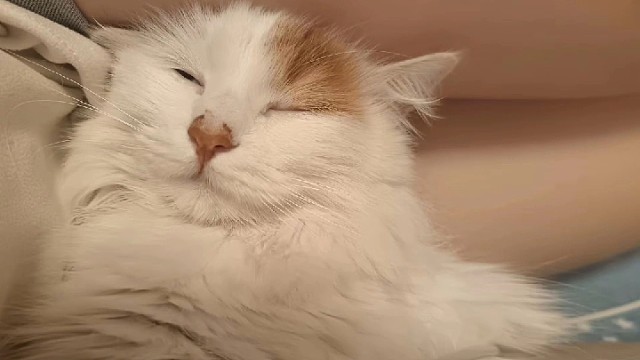 小茂密