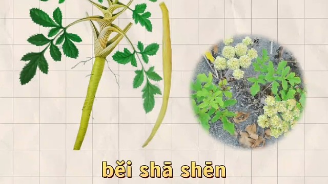 北沙参，又名海沙参，您的家乡还有吗？