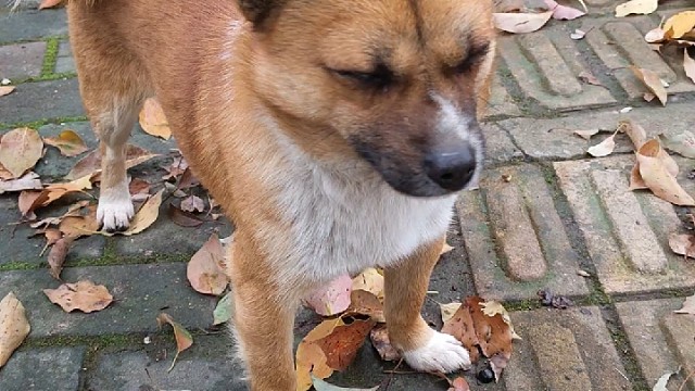 小土狗你的底线呢？你的原则呢？怎么看见漂亮哥哥就走不动道了？