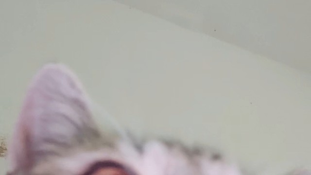 小咪在干嘛