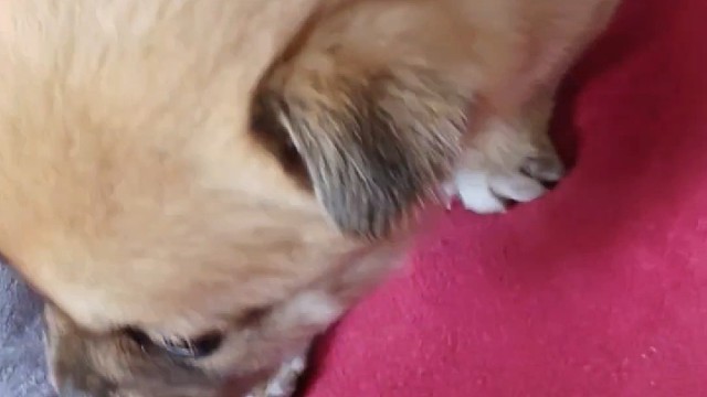 中华田园犬幼犬