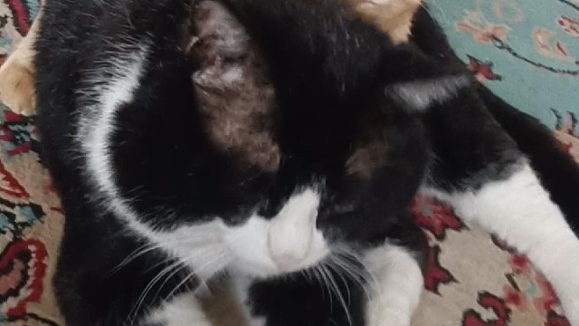 我家2只猫咪