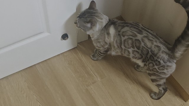 小猫会自己开门