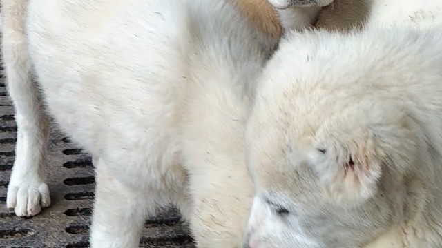 中亚牧羊犬中亚