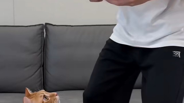 猫