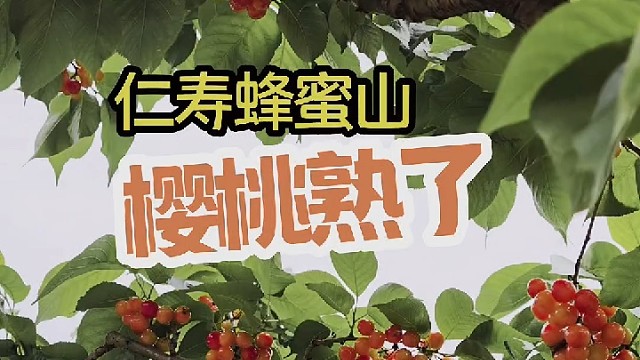 1000亩樱桃基地，四川仁寿蜂蜜乡天堂咀樱桃熟了