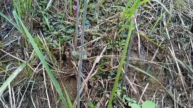 采摘野菜（蕨菜）……