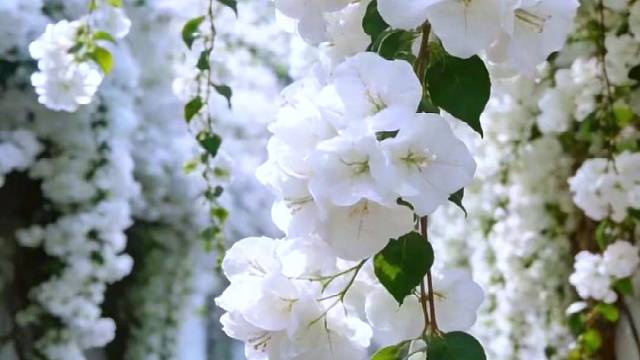 去拥抱春暖花开的季节