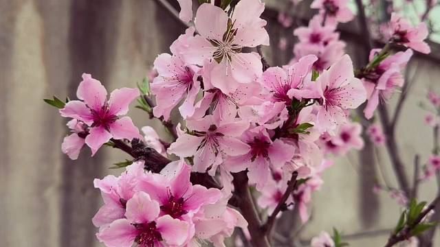 春天该干什么