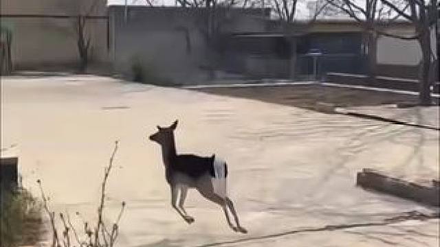 这玩意到底是个啥 这玩意到底是个啥