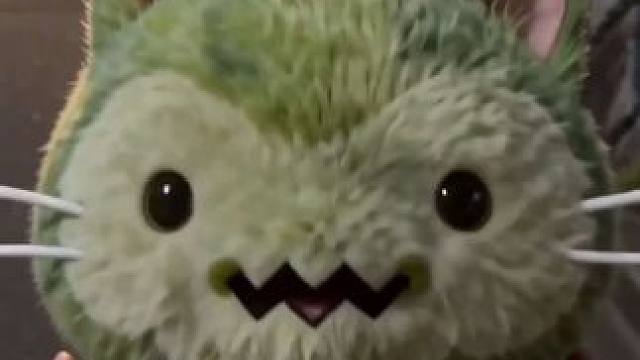 和喵喵一起逛街