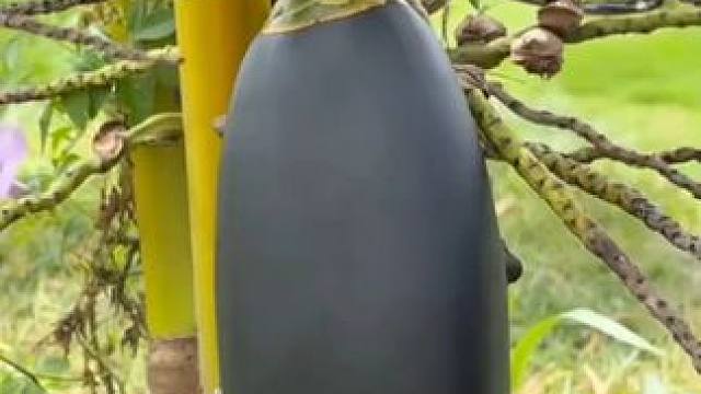本以为是个茄子，没想到是个椰子 本以为是个茄子，没想到是个椰子