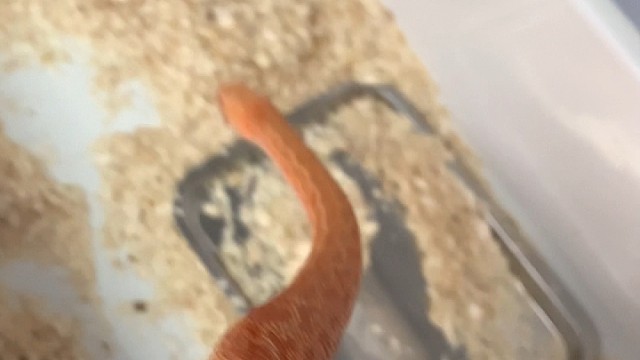 白化hte虎纹牛。