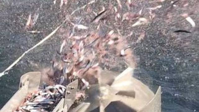 蓝鳍金枪鱼旋转投喂—深海养殖的黑科技