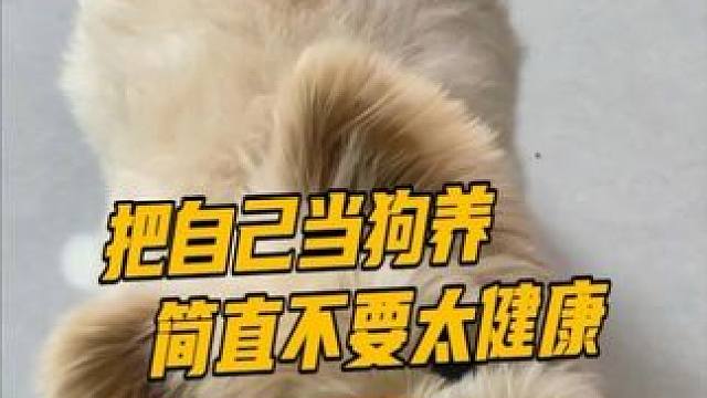 小狗的日子过得不要太健康
