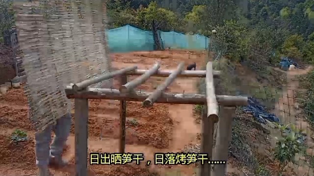 日出晒笋干，日落烤笋干……