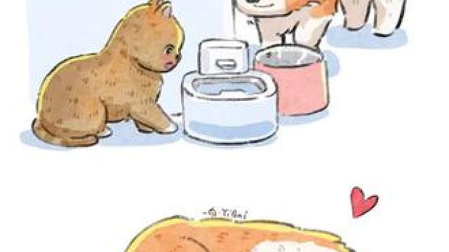 猫猫不怕哦我教你喝水！