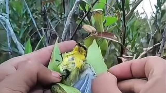 要不是我及时发现，这小鸟就危险了 要不是我及时发现，这小鸟就危险了
