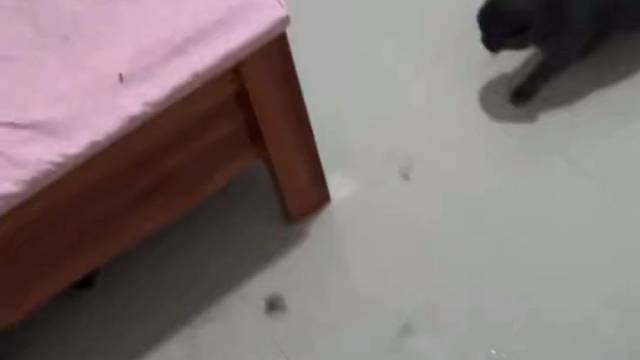 这猫真凶