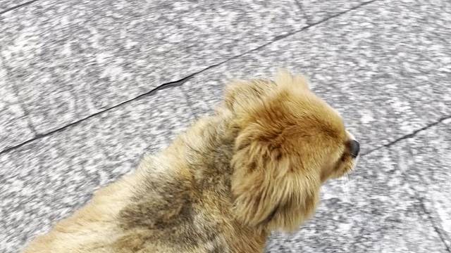 地包天李狗日常等卷狗