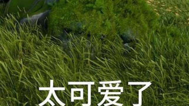 我的小可爱 求求大家不要打它了，它是我的小可爱