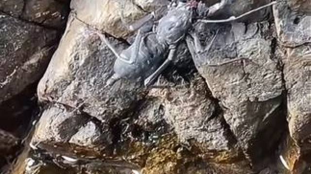 刚到海边就发现只龙虾，今天有口福了 刚到海边就发现只龙虾，今天有口福了