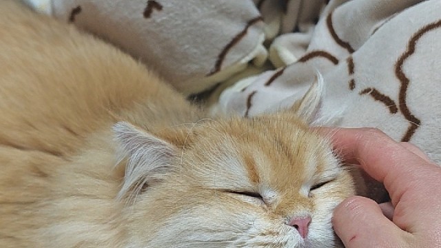 泡芙是爵士好猫