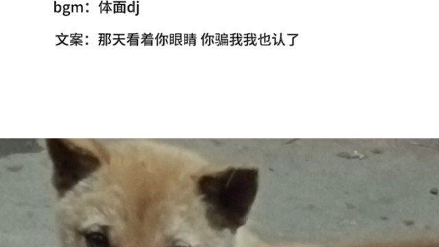 小狗