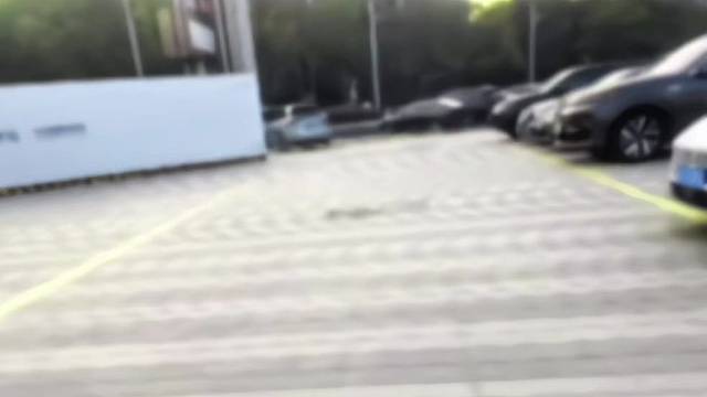 走拍