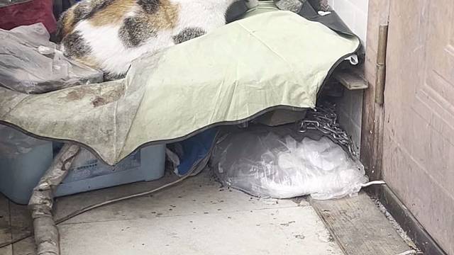 消食