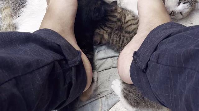 喵浴