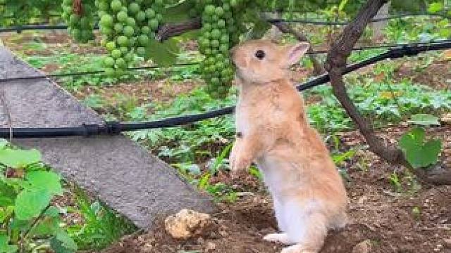 小兔子吃葡萄