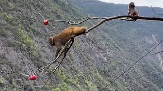 聪明的猴子给所有人都上了一课 聪明的猴子给所有人都上了一课