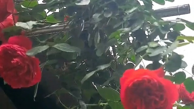 家乡的风景美如画
