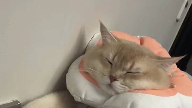 可爱