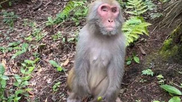猴哥这是嫌我唱的不好听。