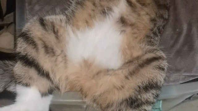 我的猫