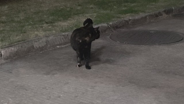 大晚上一只黑猫，我一叫就过来了
