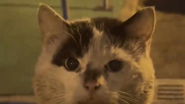 那天我又遇见了那只可爱的小猫