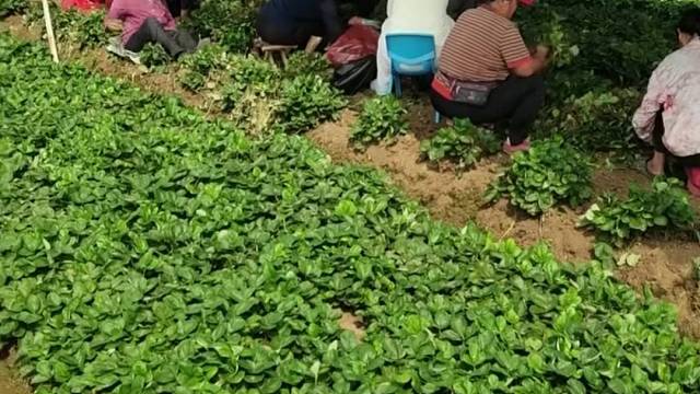 提前体验夏天的味道