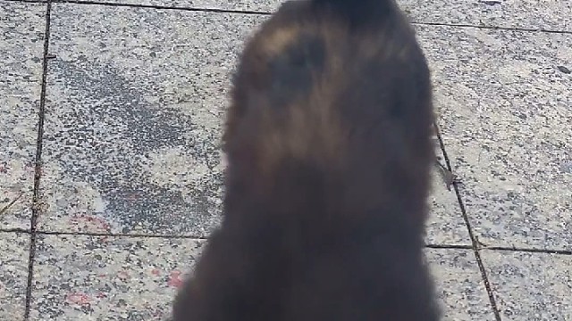 猫猫
