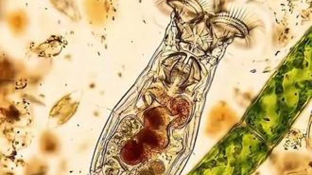 微型生物中的机甲战士：轮虫