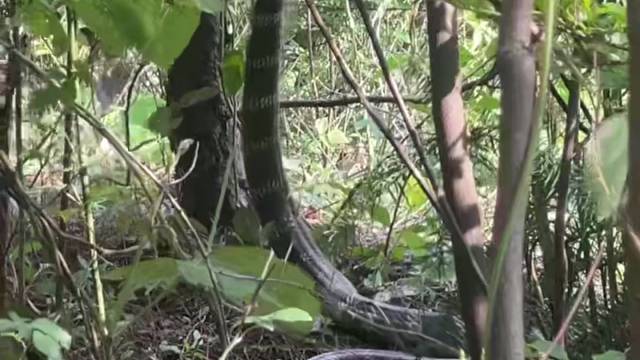 眼睛王