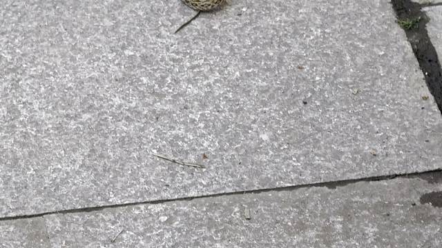 一两周大小的黑眉锦蛇