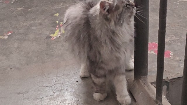 喵咪