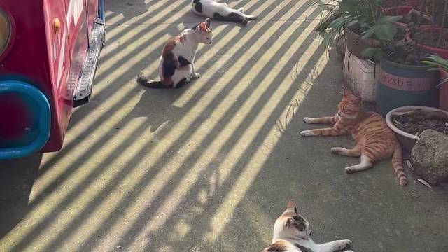邂意