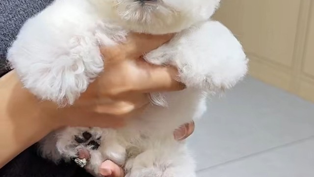 比熊集结