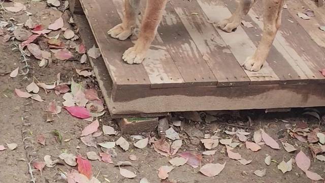 中华田园犬