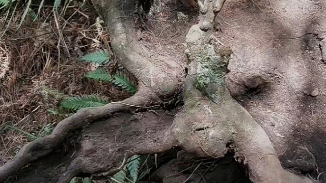 盆景素材，柿子盆景